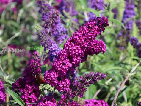 Sommerflieder Schmetterlingsstrauch Royal Red Buddleja Davidii