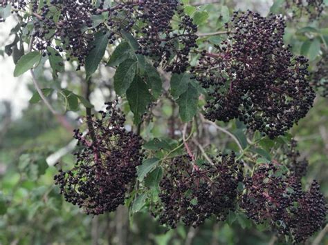 Elderberry Offers Edible And Medicinal Benefits Countryside