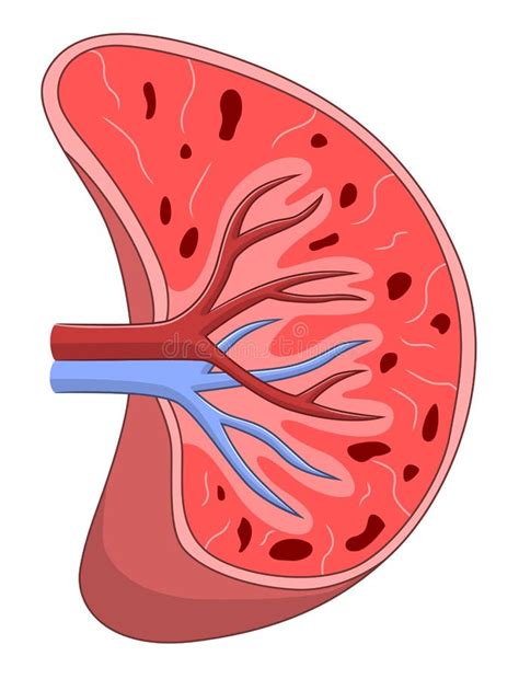 Spleen Cross Section Stock Vector Illustration Of Organ 53395468