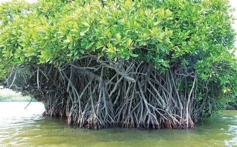 Govt To Take Over Mangrove Forests In Private Lands Mangrove Forests Ecologically Fragile Lands