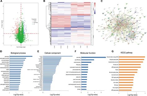 Frontiers Integrated Metabolomics And Proteomics Analysis Revealed