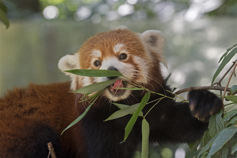 A Tale of Two Pandas | Wild View