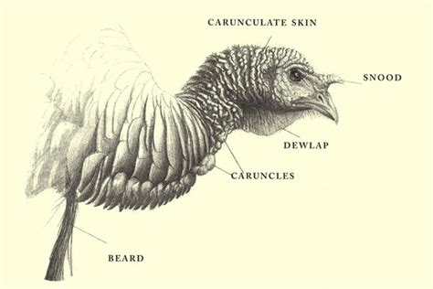 Male Turkey Anatomy - Anatomical Charts & Posters