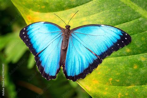 Blue Morpho Butterfly Morpho Menelaus Close Up Mindo Ecuador Foto