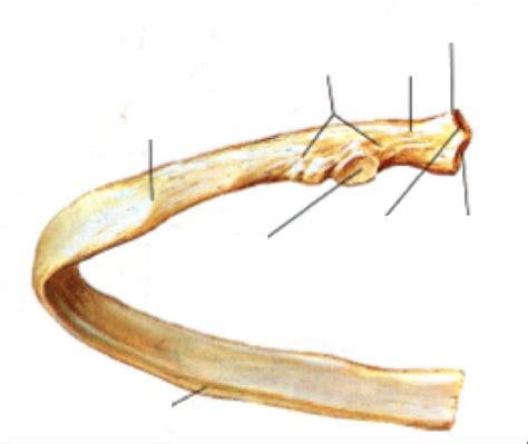 Ribs Diagram | Quizlet