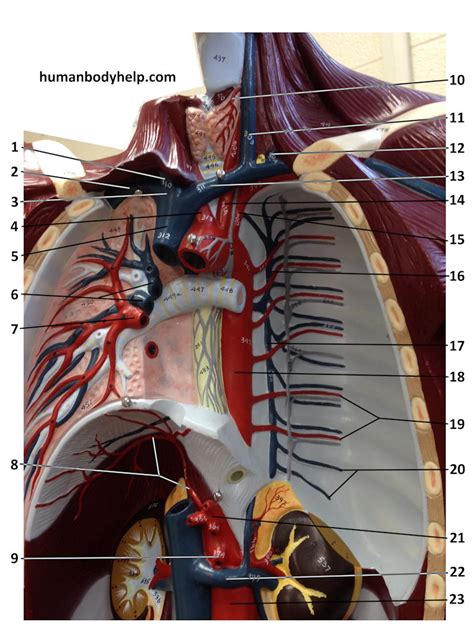 Blood Vessels Of The Upper Body