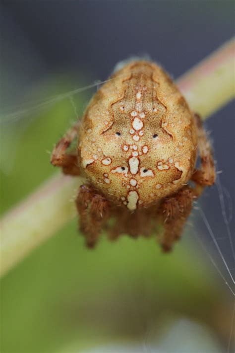 Free Images Nature Leaf Flower Moth Fauna Invertebrate Close Up