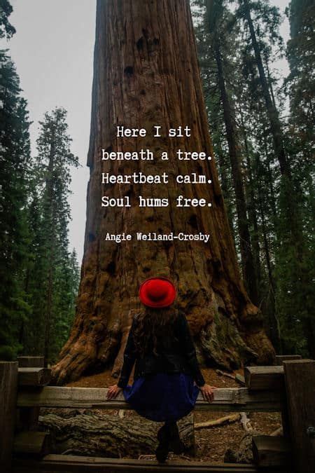 Tree Quotes Forest Quotes That Branch To Your Soul Momsoulsoothers