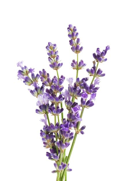 Premium Photo Lavender Flowers Isolated On White Background