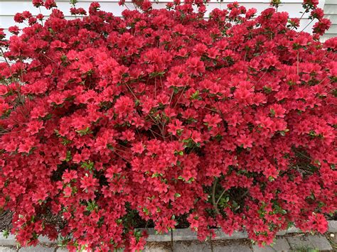 My gorgeous azalea bush! 💕🌸 : r/gardening