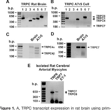 Figure From Heteromultimeric Trpc Trpc Channels Contribute To