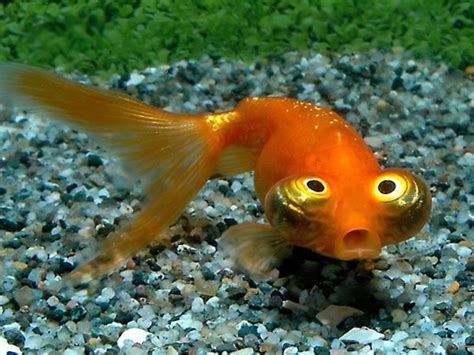 Telescope Eye Goldfish