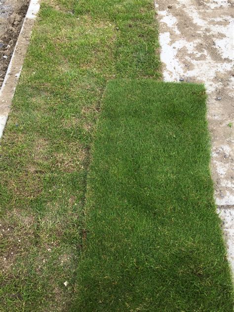 which-is-the-finest-turfgrass2 - Roll out Grass Rolls | Lawn & Grass Turf Rolls for Sale Dublin ...