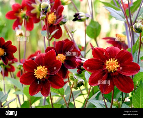 Scharlach Dahlie Hi Res Stock Photography And Images Alamy