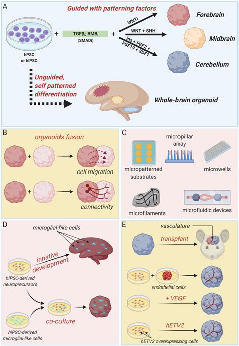 Brain Organoid Technologies A Schematic Summary Of Guided And