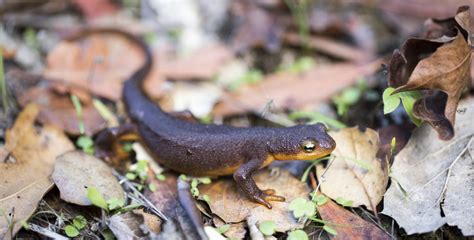 Newt as an Adorable Pet - You Never Knew You Needed It