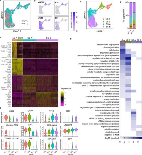 Sequencing Of Individual T Brucei Transcriptomes During Bloodstream