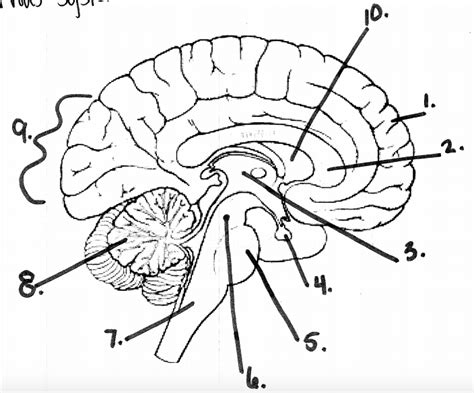 Nervous System Labeling Quiz Medial View Diagram Quizlet