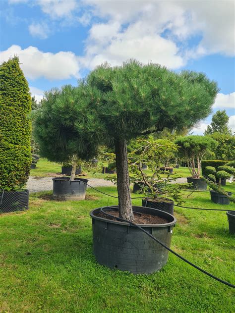 Pinus Nigra Nigra Umbrella Caragh Nurseries