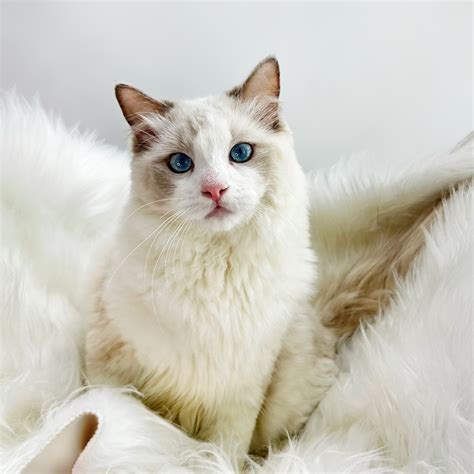 Ragdoll Kitten Singapore | Ragdoll Kitten for Sale — Genesis Ragdoll