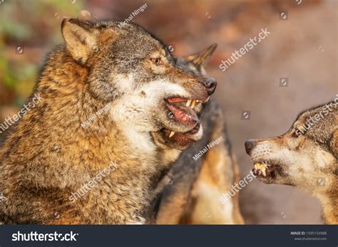 Gray Wolf Canis Lupus Threateningly Baring Stock Photo 1595154988