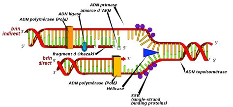 Réplication de l ADN Cours Pharmacie