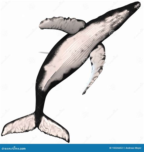 Humpback Whale Jumping Cartoon Vector | CartoonDealer.com #18347529