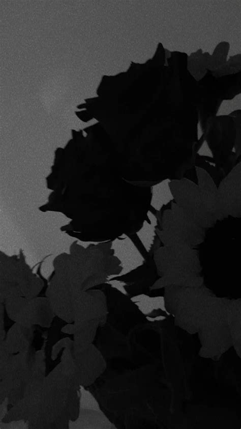 Roses Sunflowers Blackandwhite Pics Aestheticpost Aesthetic Vibes