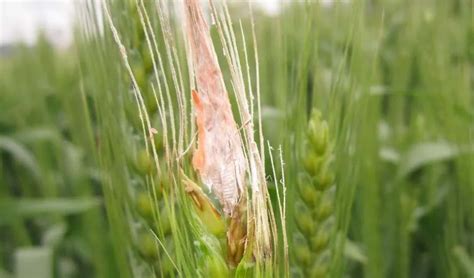 Wheat Diseases and Control - Botrytis cinerea - Pesticides products,Herbicides,Fungicide and ...