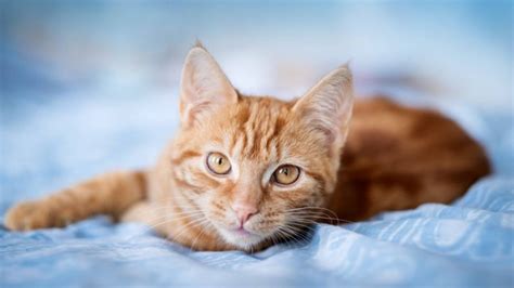 10 Orange Tabby Cat Facts That May Surprise You Petsradar