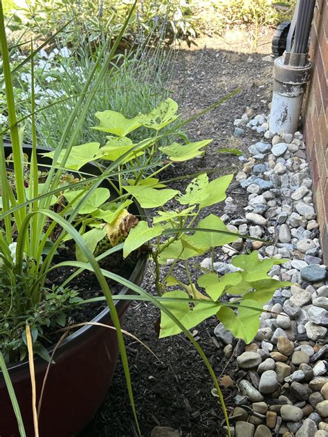 Any Idea What Destroyed My Sweet Potato Vines R Gardening