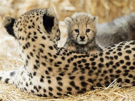 Vier Geparden Jungtiere Nun Im Wiener Zoo Schönbrunn Zu Sehen Viennaat