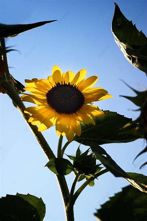 Sunflowers Pollen Closeup Cute Photo Background And Picture For Free