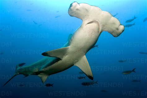 Galapagos Islands Ecuador Scalloped Hammerhead Shark Sphyrna Lewini