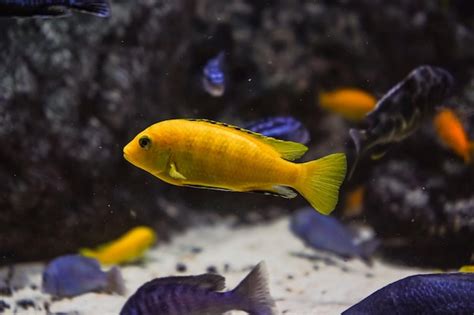 Discus ciclídeos coloridos no aquário peixes de água doce que vivem na