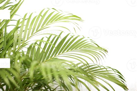 Green Tropical Branch Palm Leaf With Shadow On Transparent Background