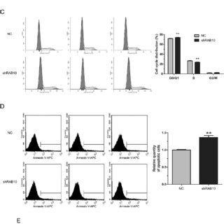 RAB10 Knockdown Induced Cell Cycle Arrest And Apoptosis And Reduced