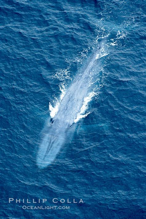 Blue Whale Balaenoptera Musculus Photo La Jolla California