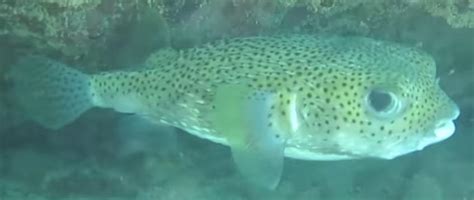 Porcupinefish