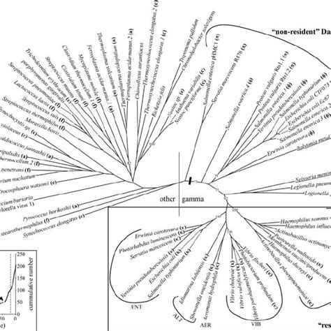 Unrooted Phylogenetic Tree Showing The Relationships Of Dam