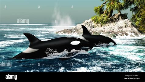 Orca pod underwater hi-res stock photography and images - Alamy