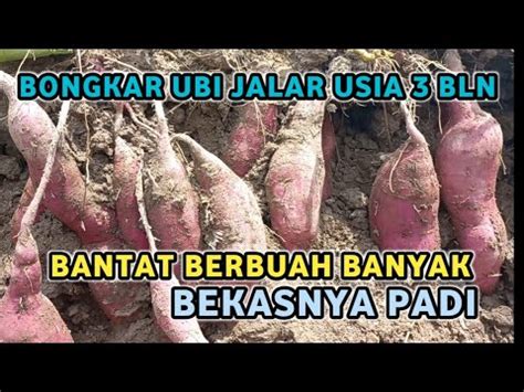 Ubi Jalar Ungu Usia Bulan Saatnya Panen Buanhya Banyak Dan Lebat