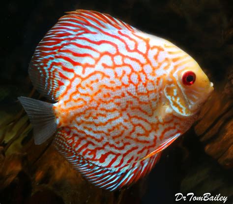 Premium Red Pigeon Blood Discus