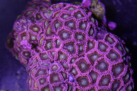 Pink Flamingos Frag Box Corals