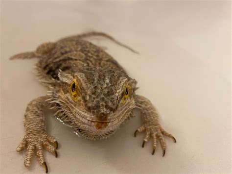 Sore on dragons mouth : r/BeardedDragons