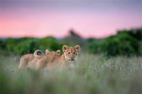 Lioness Cub Maasai Mara National Reserve Is An Area Of Preserved