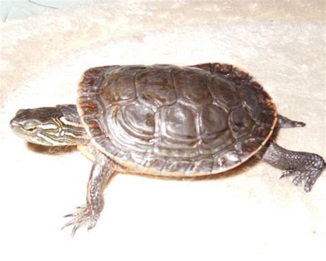 Western Painted Turtles | HubPages