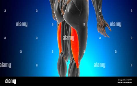 Long Head Of Biceps Femoris Muscle Anatomy For Medical Concept D