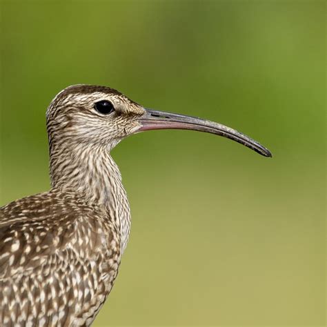 whimbrel - buy images of Nepal, stock photography Nepal