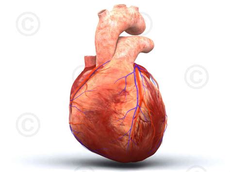 Animation healthy heart - MedicalGraphics